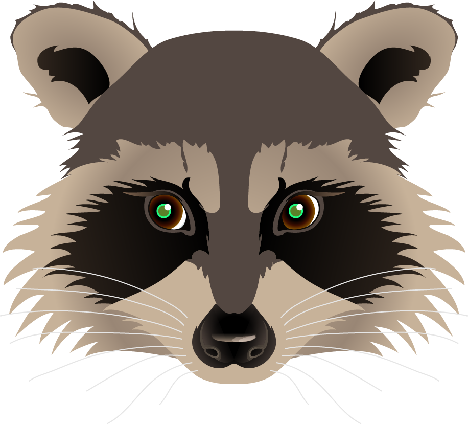 Raccoon Portrait Vector Illustration