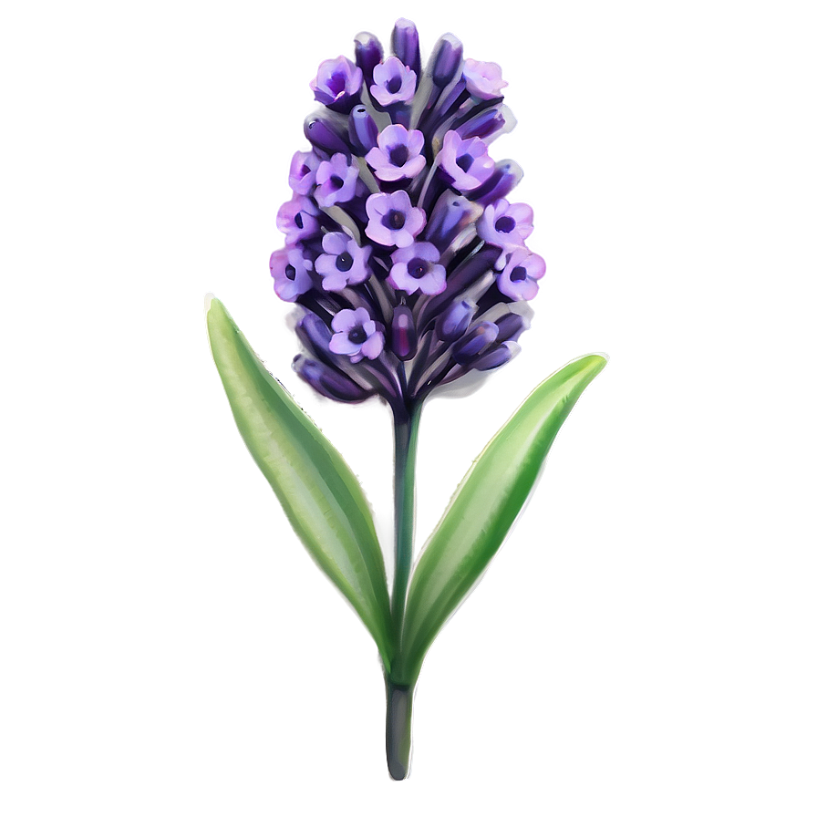 Radiant Lavender Bloom Png 05242024