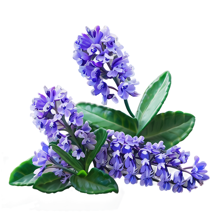 Radiant Lavender Bloom Png 05242024