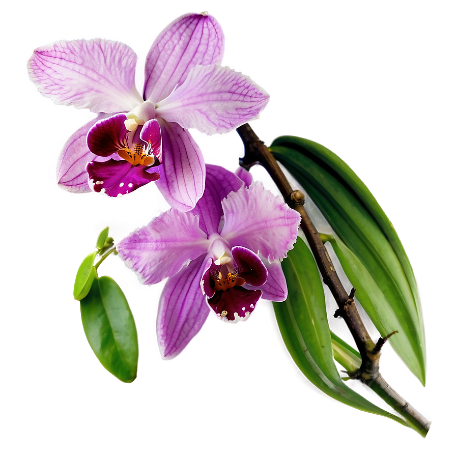 Radiant Orchid Png 05242024