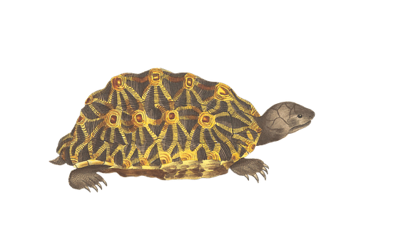 Radiant Patterned Turtleon Black Background.jpg