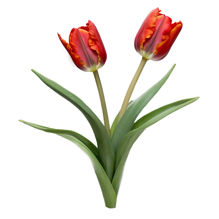 Radiant Red Tulip Png 05062024