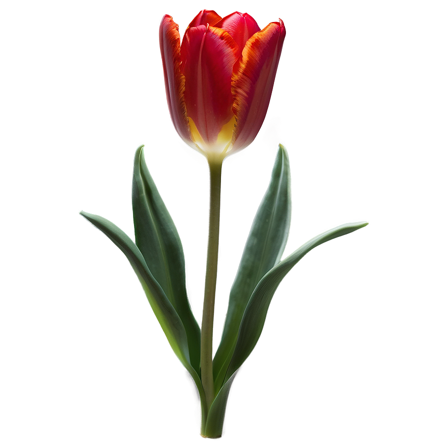 Radiant Red Tulip Png 05062024