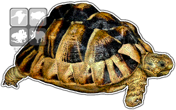 Radiated Tortoise Graphic Illustration