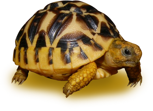 Radiated Tortoise Profile