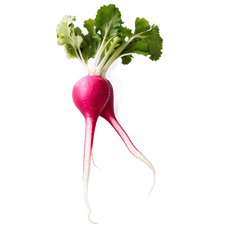 Radish Root Png 06252024