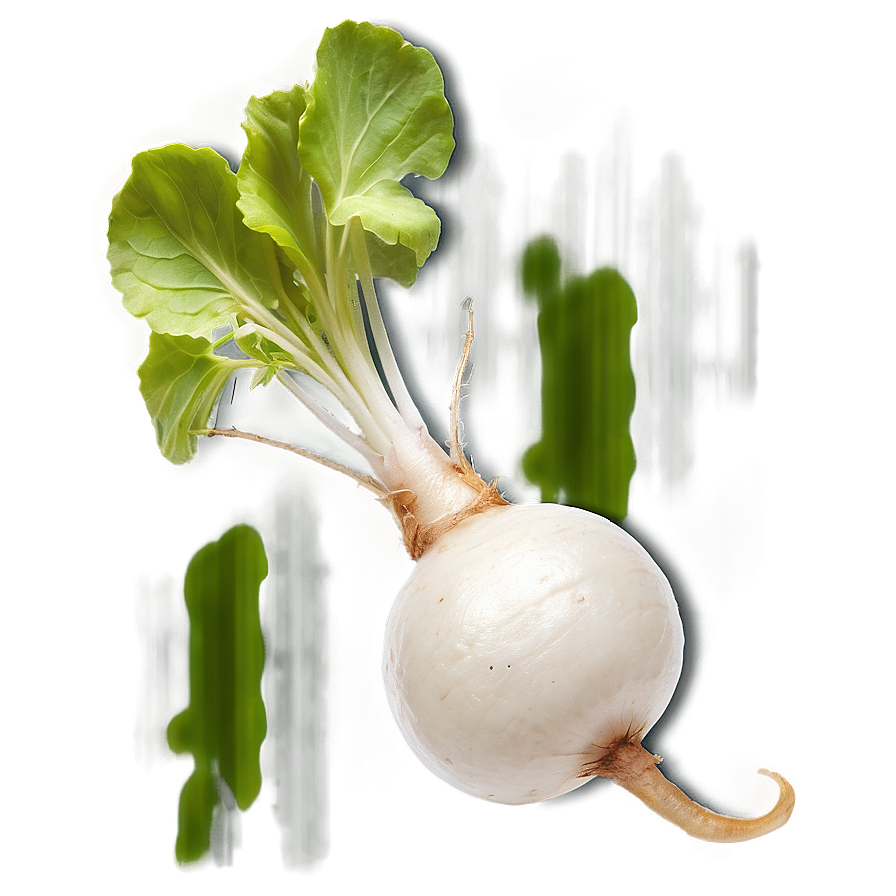 Radish Root Png 36