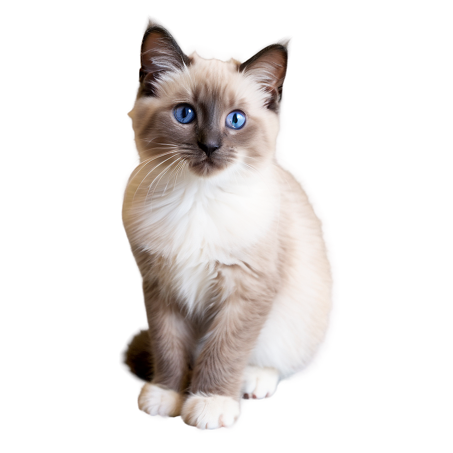 Ragdoll Kitten Png 36