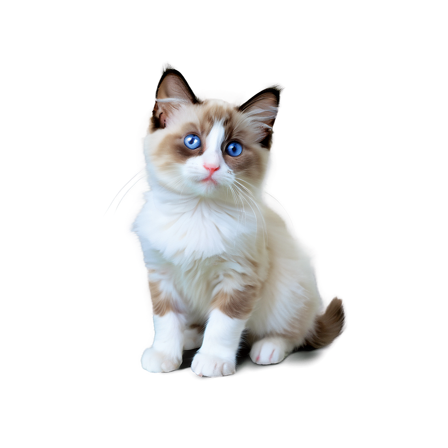 Ragdoll Kitten Png Trm