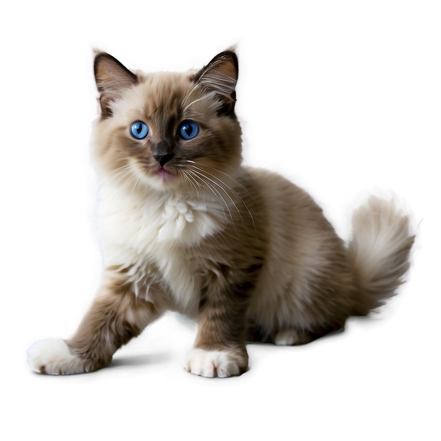 Ragdoll Kitten Png Wvw99