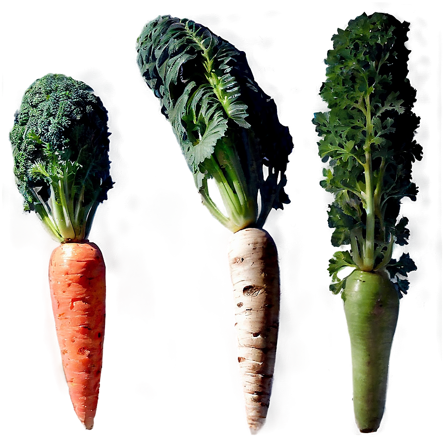 Rainbow Carrot Png 05242024