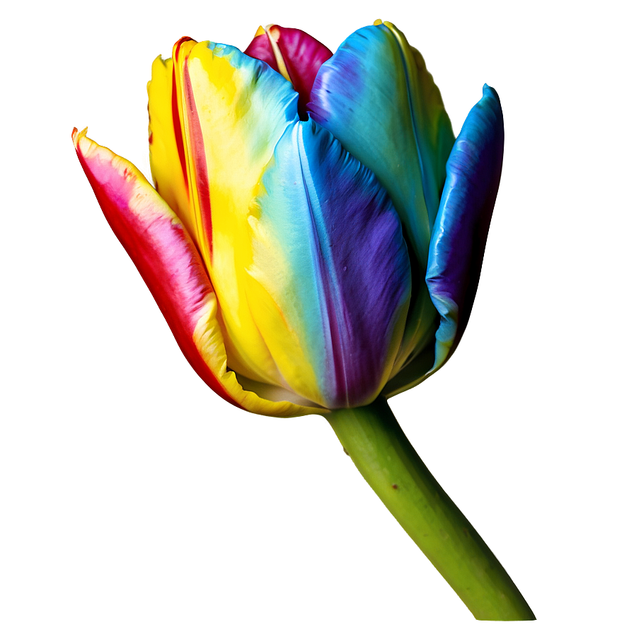 Rainbow Tulip Png 30