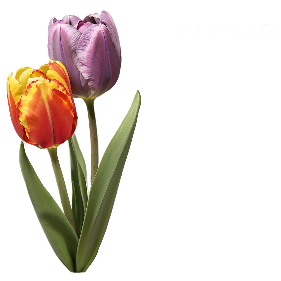 Rainbow Tulips Png Dvk15