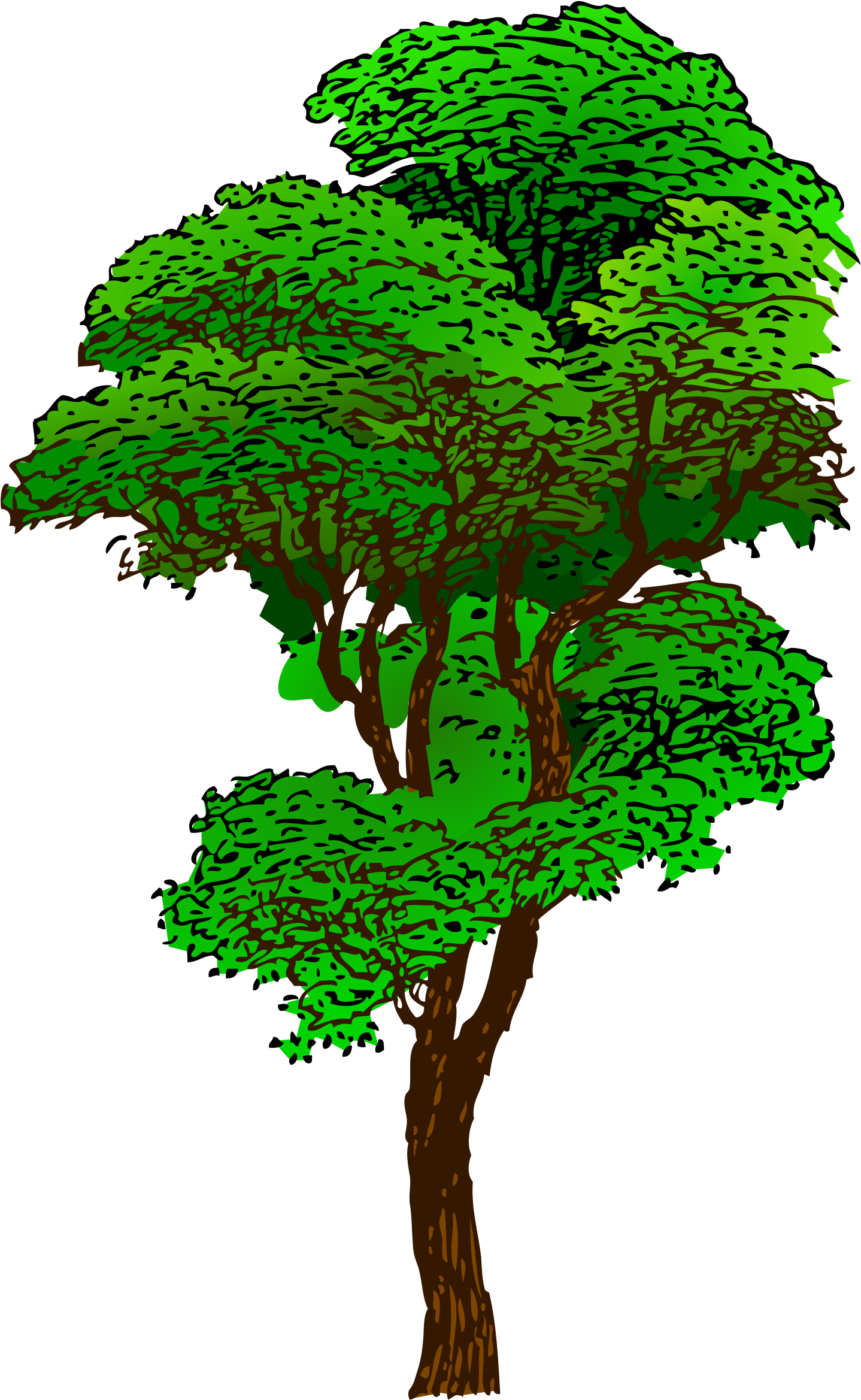 Rainforest Tree Illustration