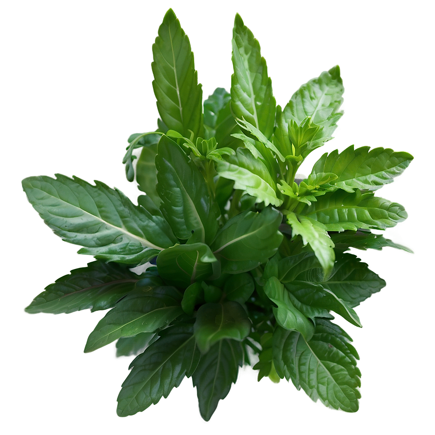 Rare Herb Png 06272024