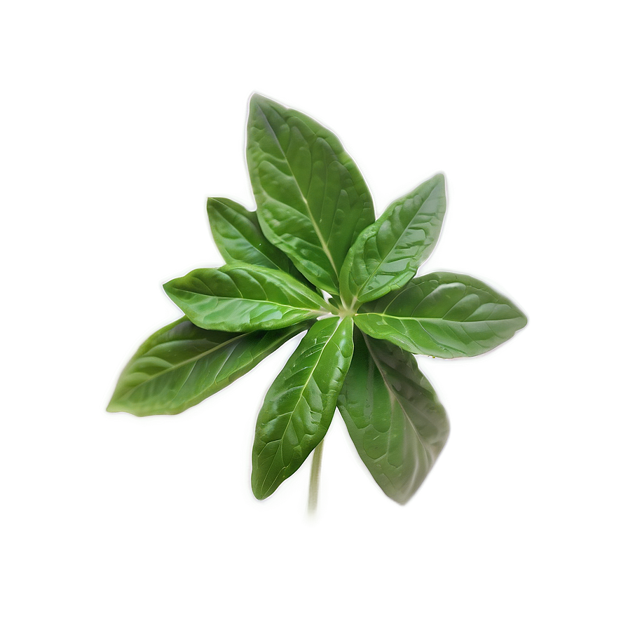 Rare Herb Png 23