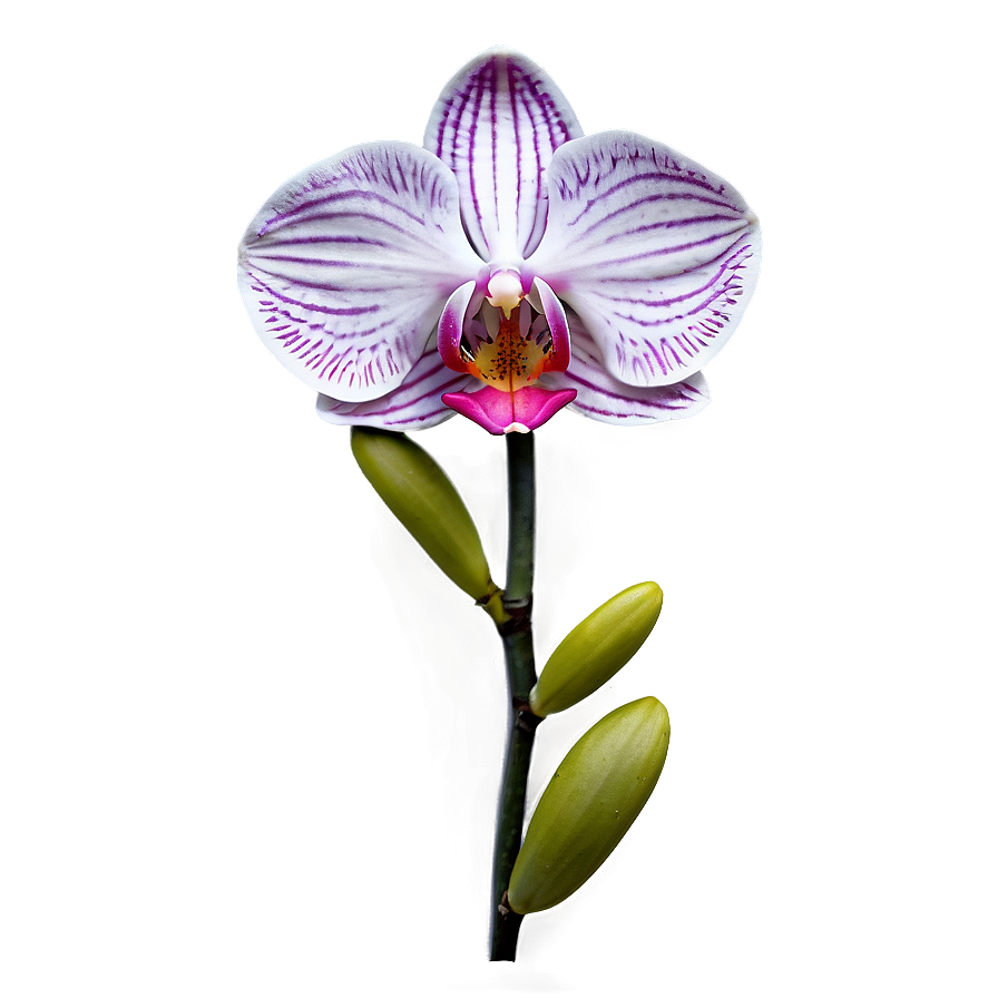 Rare Orchid Png 05242024