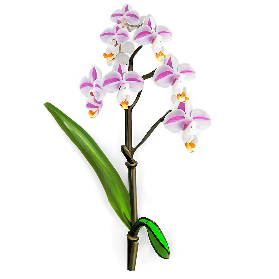 Rare Orchid Png Fws66