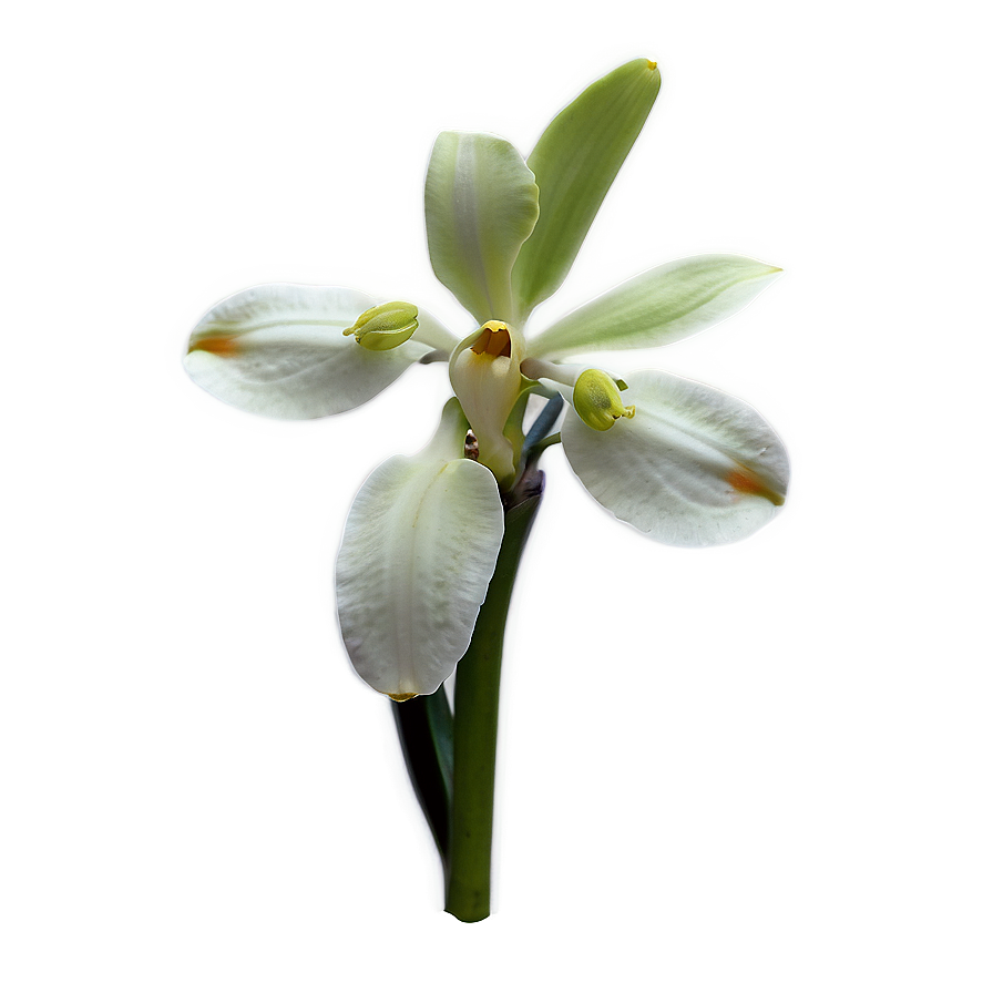 Rare Orchid Png Mia11