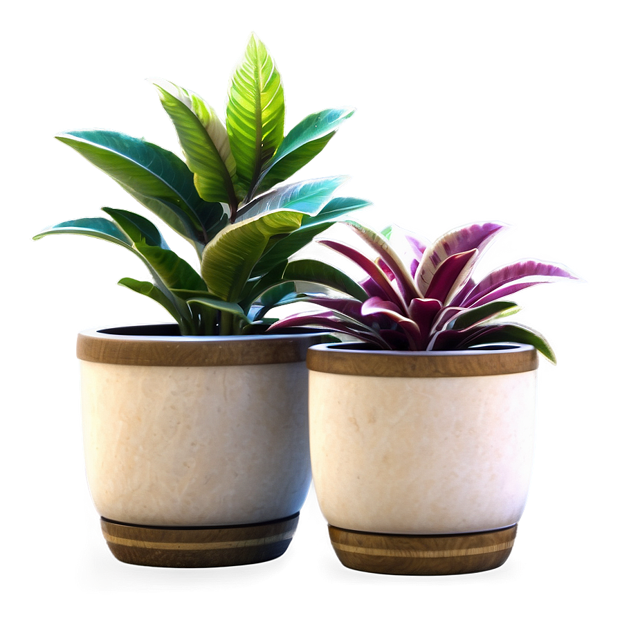 Rare Potted Plants Png 59