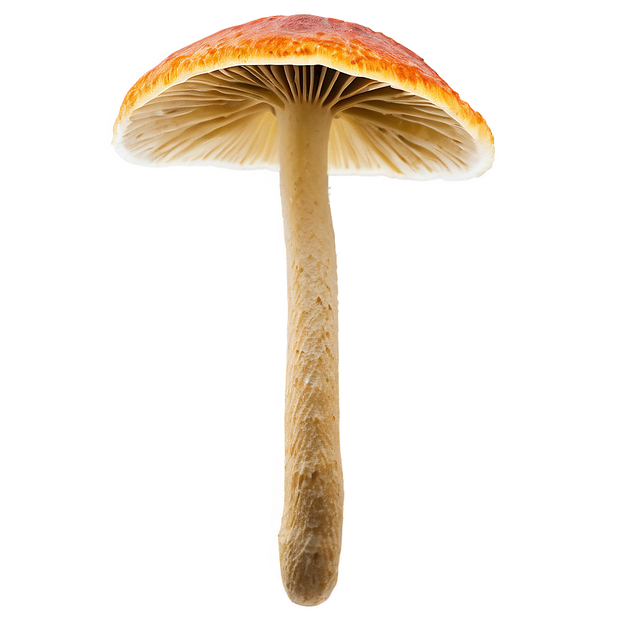 Rare Specimen Fungi Png Ehf