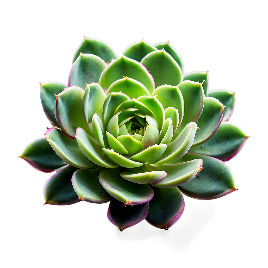 Rare Succulent Png 05242024