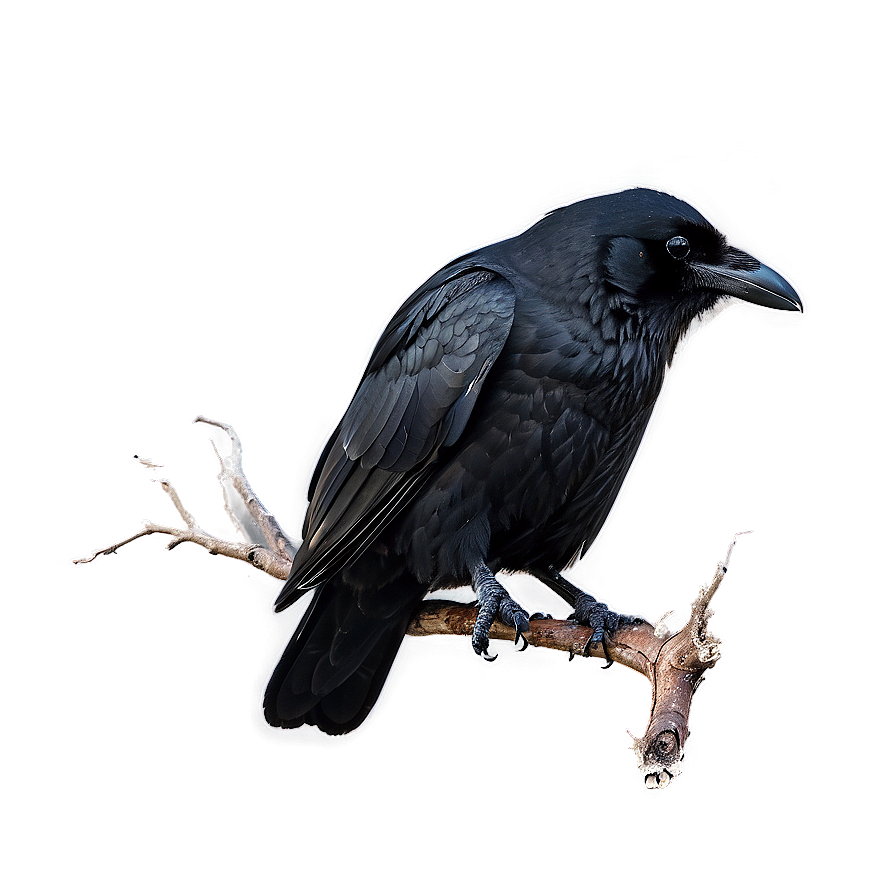 Raven In Stormy Sky Png Jte10