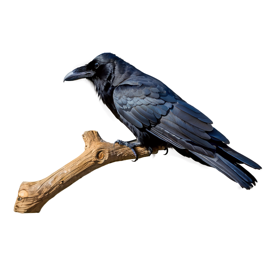 Raven On Branch Png Sdp85