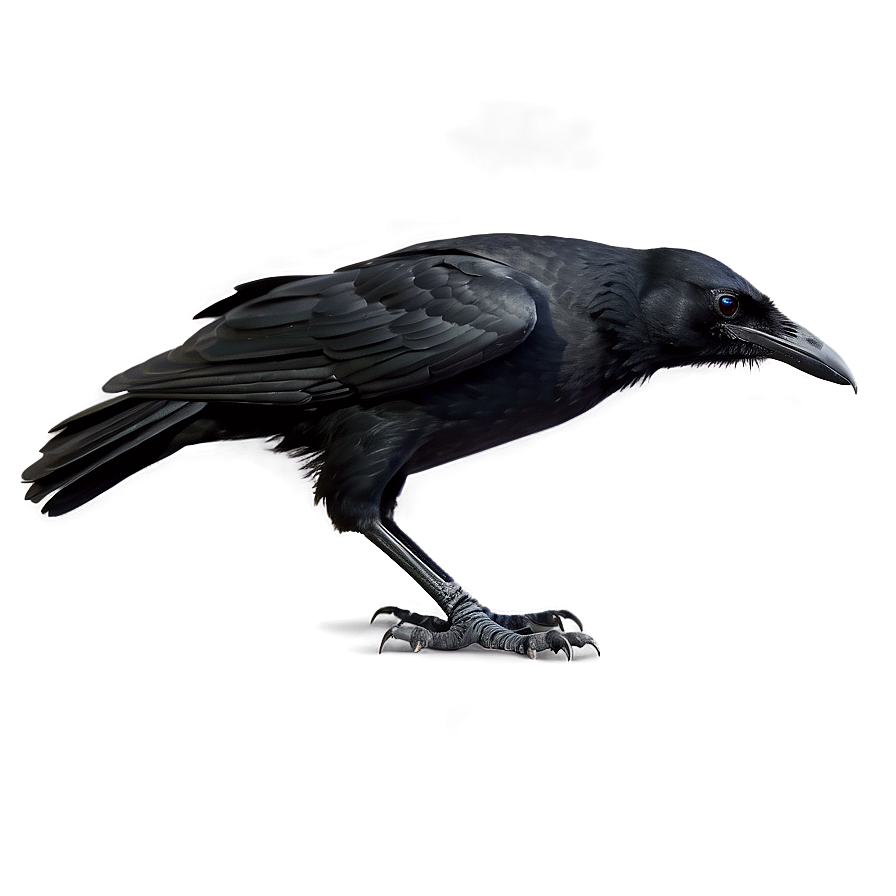 Raven With Bright Eyes Png 89