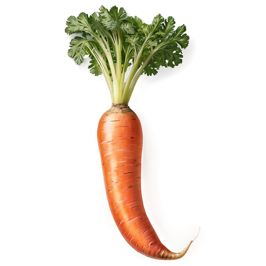 Raw Carrot Png 06132024