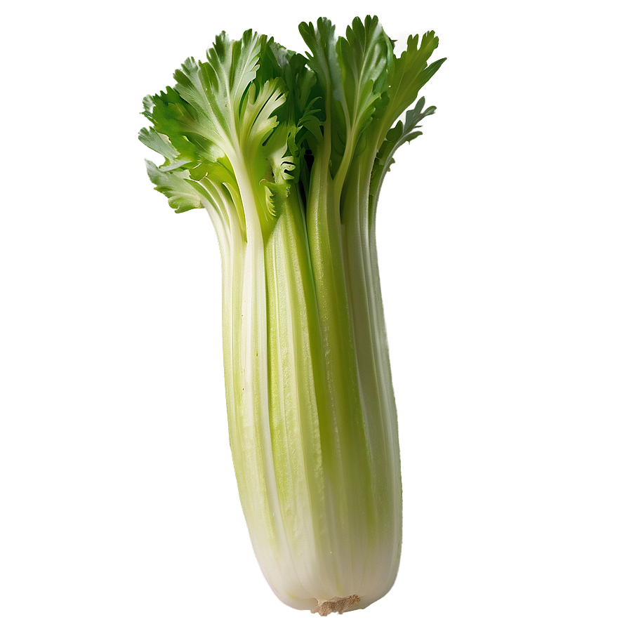 Raw Organic Celery Png Nod38