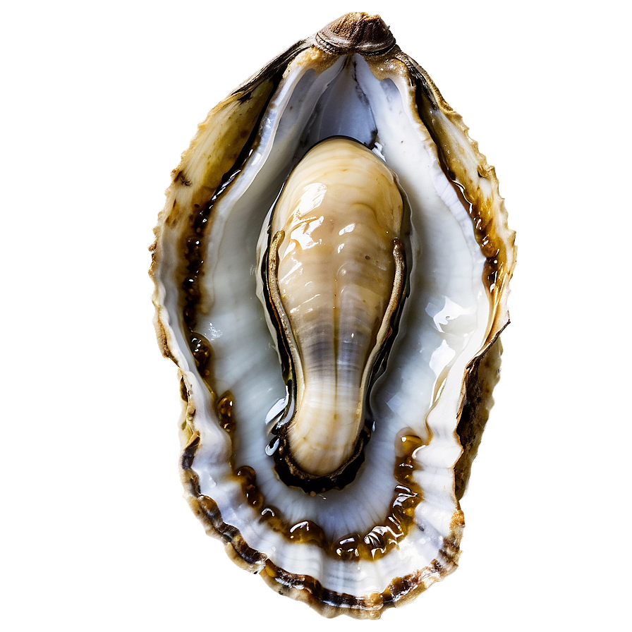 Raw Oyster Png 06122024