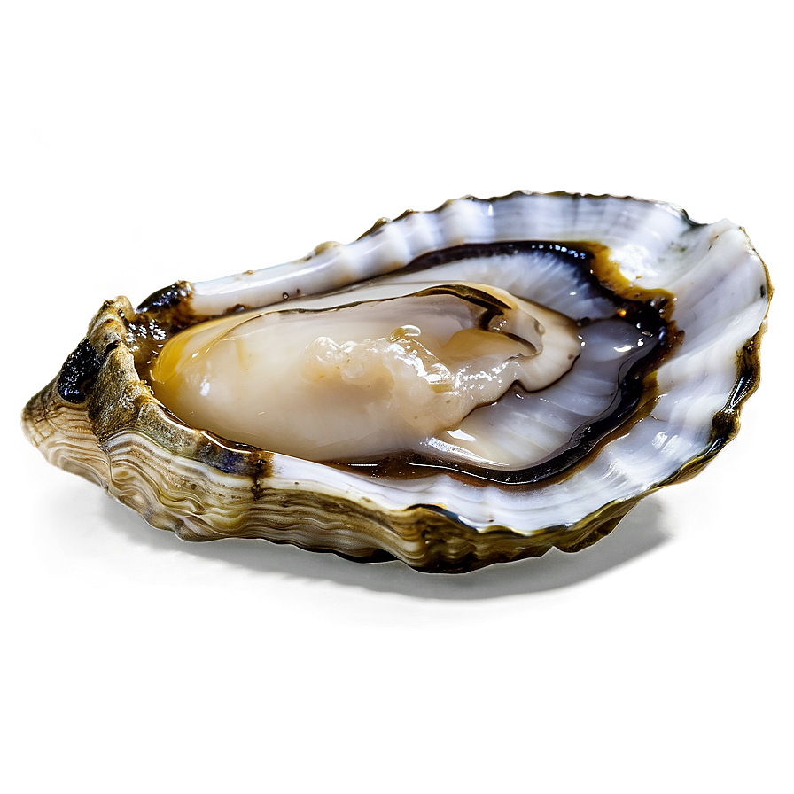 Raw Oyster Png 35