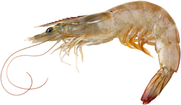 Raw Shrimp Transparent Background