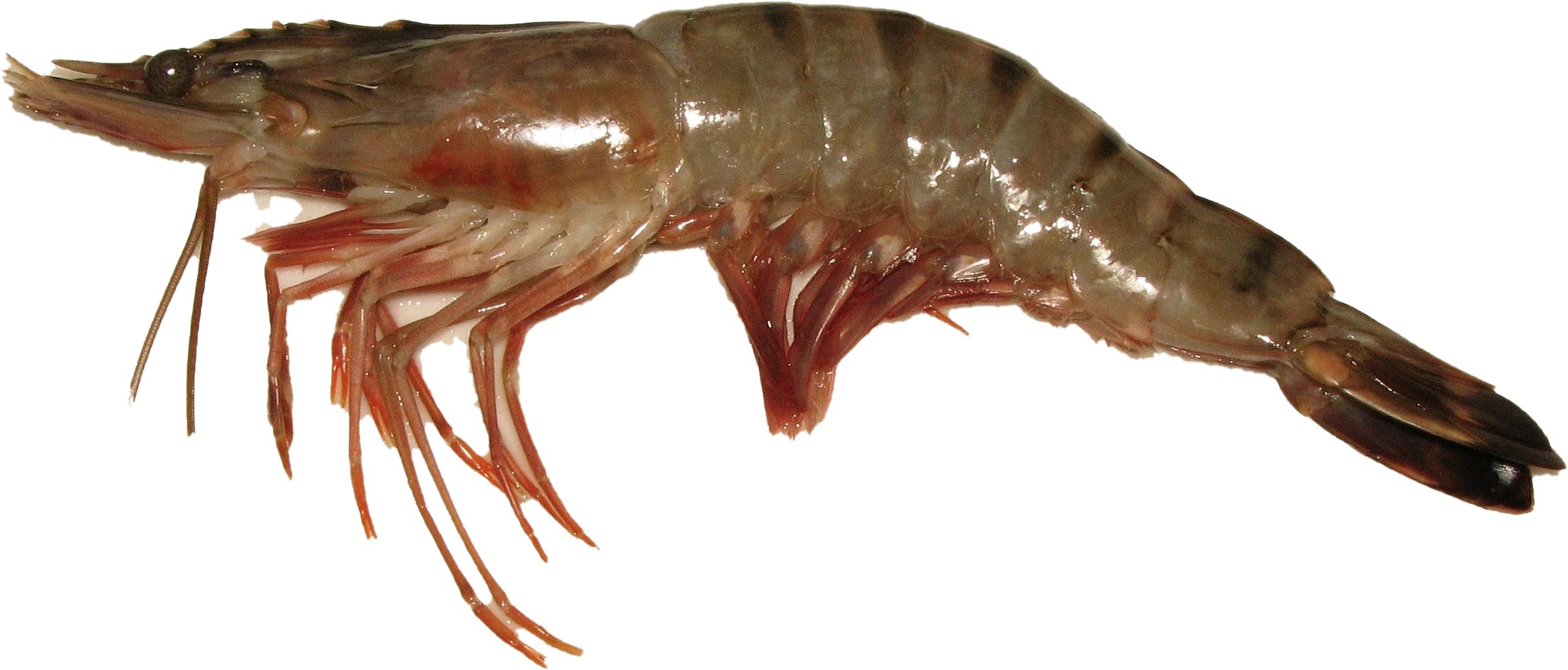 Raw Whole Shrimp