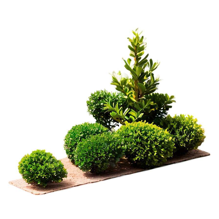 Real Boxwood Png Crs48