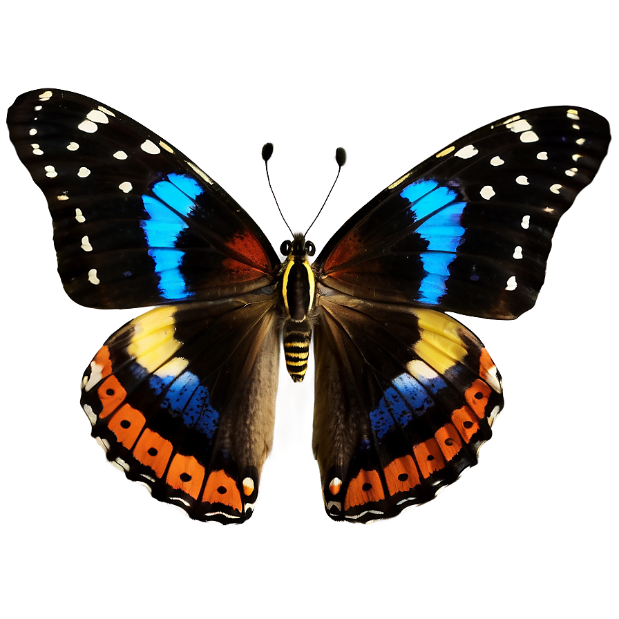 Real Butterfly A