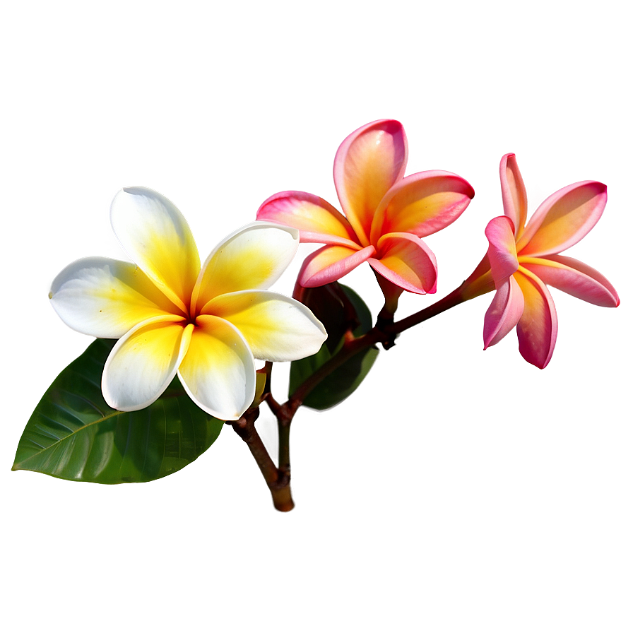 Real Plumeria Flower Png 06272024