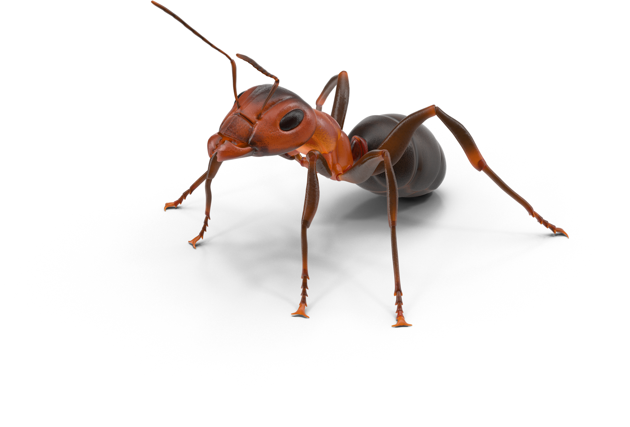 Realistic Ant Illustration