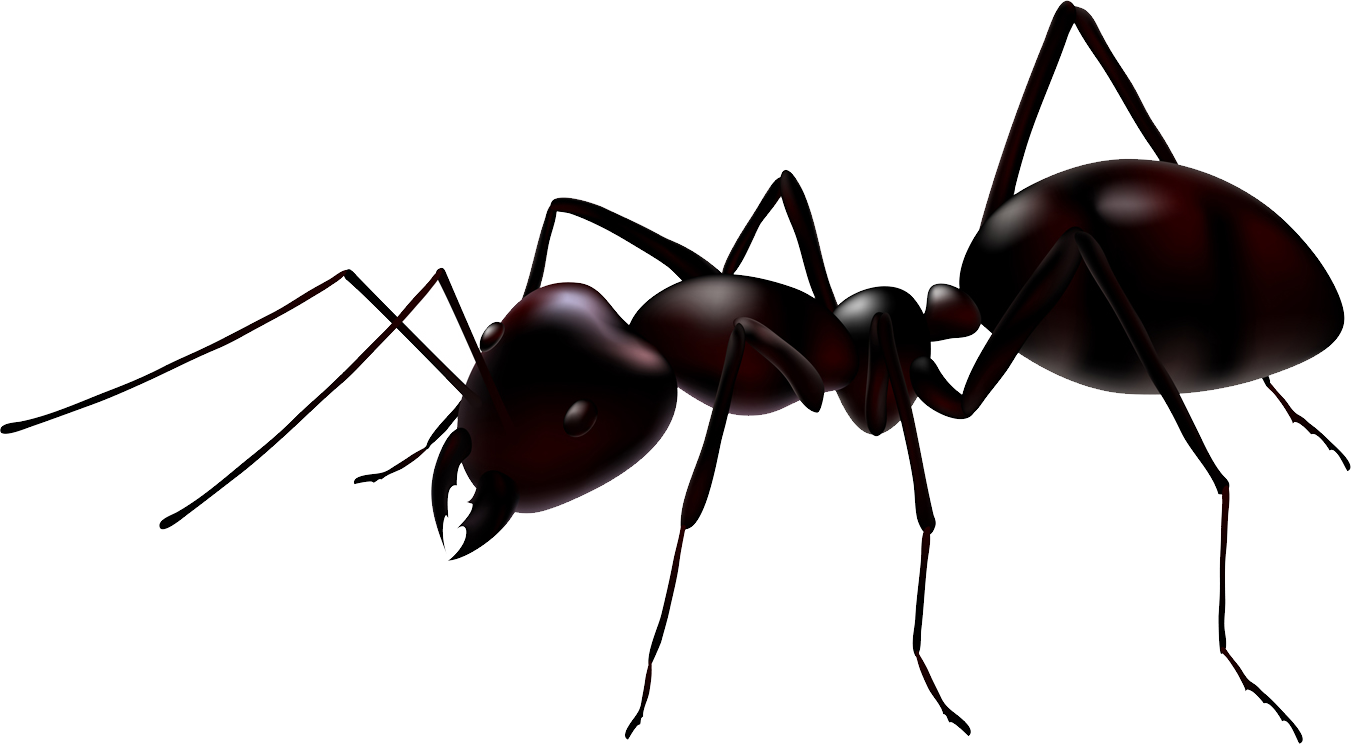 Realistic Ant Illustration