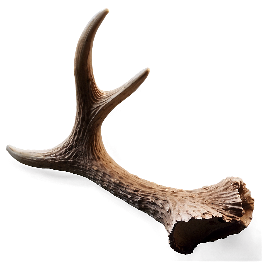 Realistic Antler Graphic Png Erw90