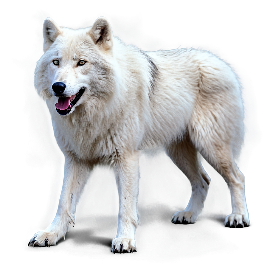 Realistic Arctic Wolf Png Oqy