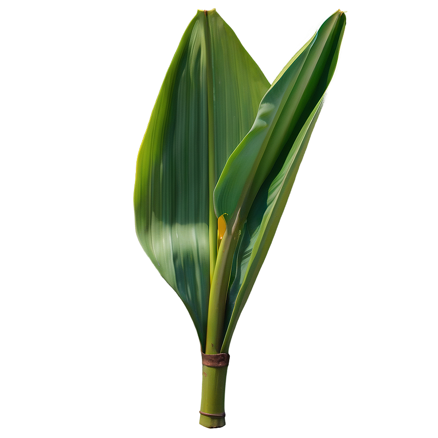 Realistic Banana Leaf Png Gjg