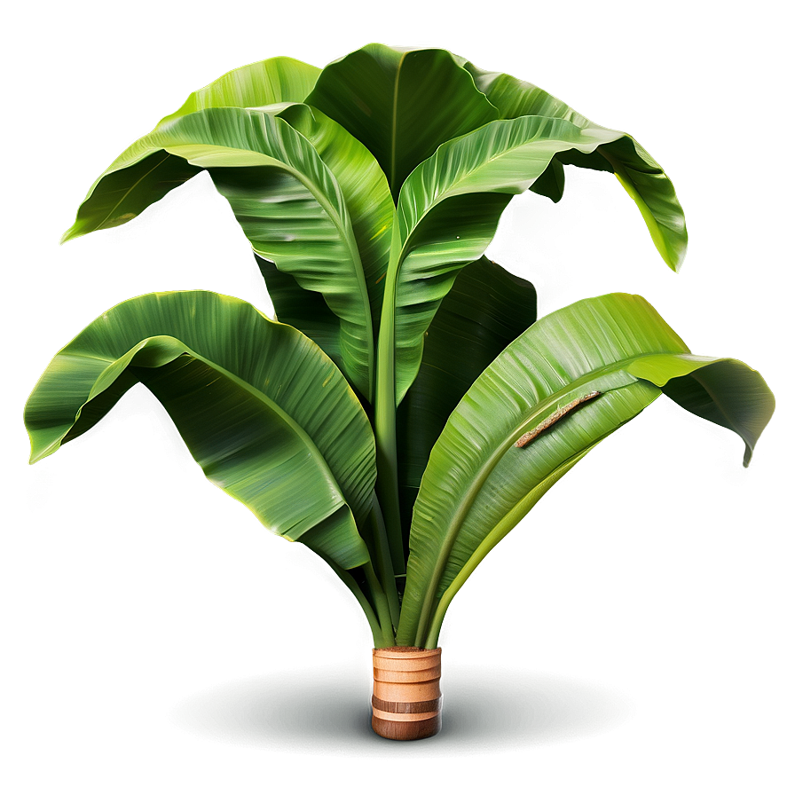 Realistic Banana Leaf Png Mni85