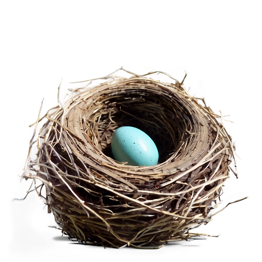 Realistic Bird Nest Png Qwy20