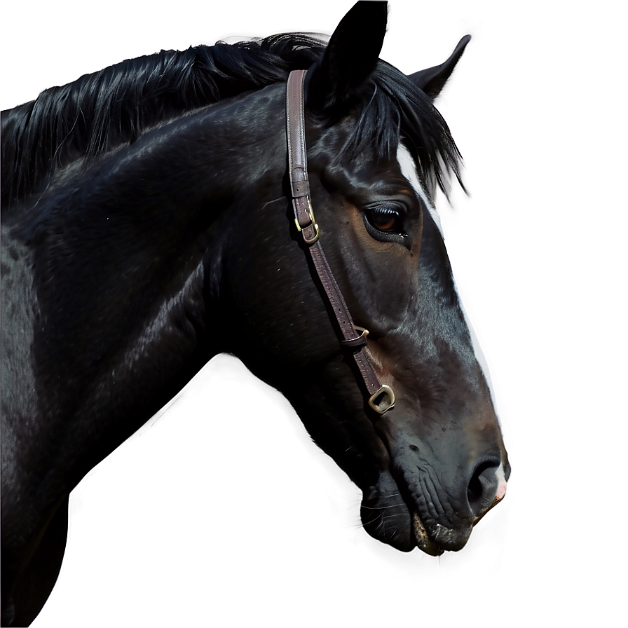 Realistic Black Horse Drawing Png 52