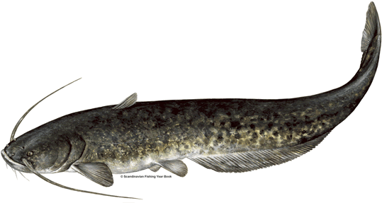 Realistic Catfish Illustration