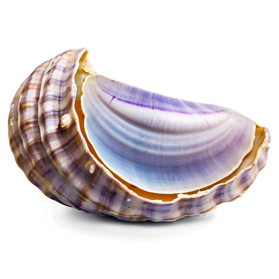 Realistic Clam Shell Png 05242024