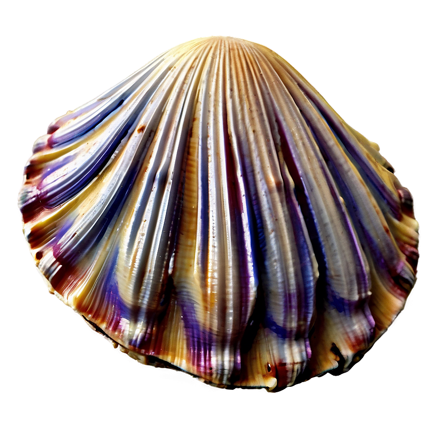 Realistic Clam Shell Png Bjk