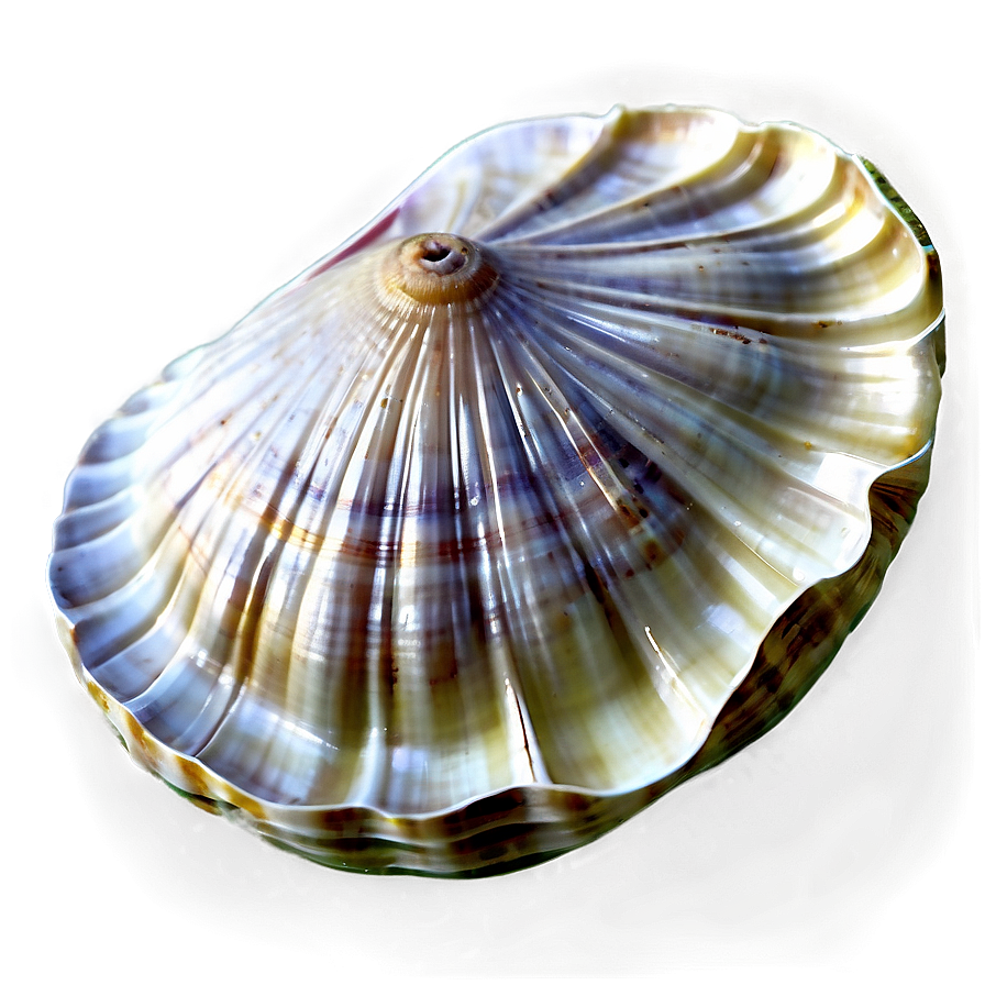 Realistic Clam Shell Png Jor91